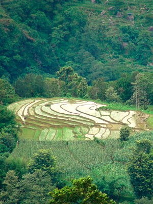Valley of Rice
